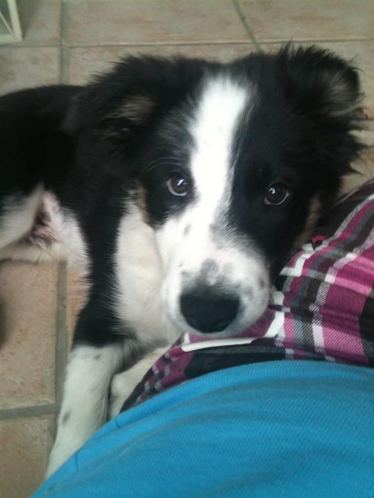 Border collie Messi - Messi 3 mdr..hygge ved mor:) billede 10