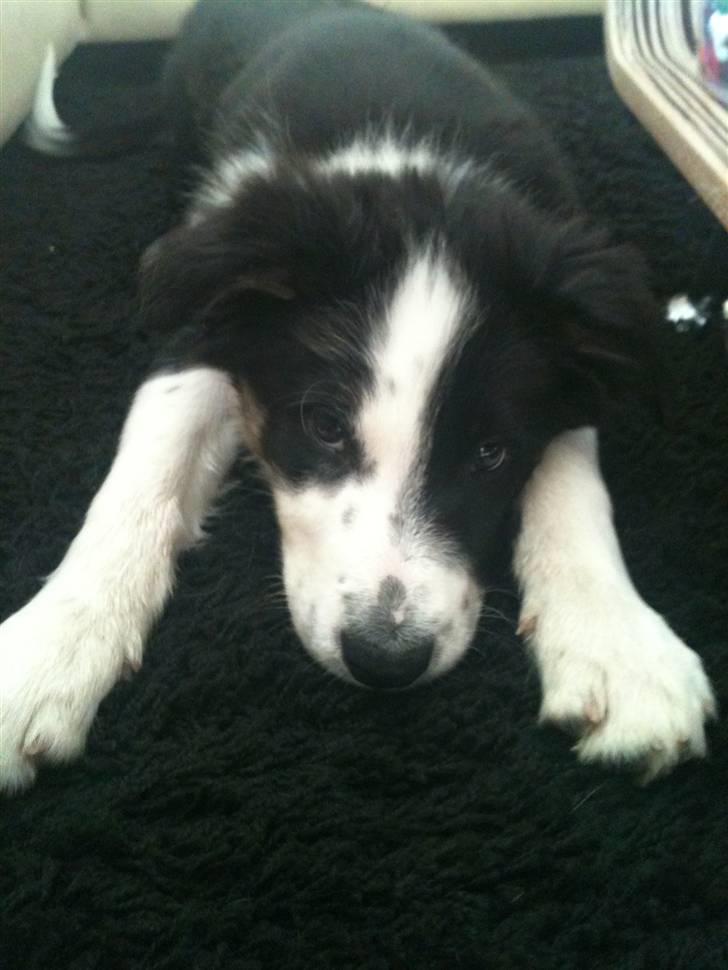 Border collie Messi - slap afff tid:) billede 11