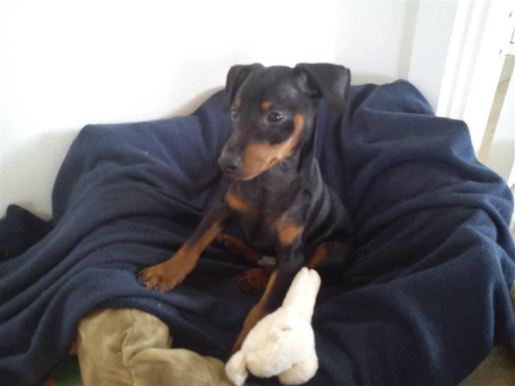 Dvaergpinscher Kaiser billede 1
