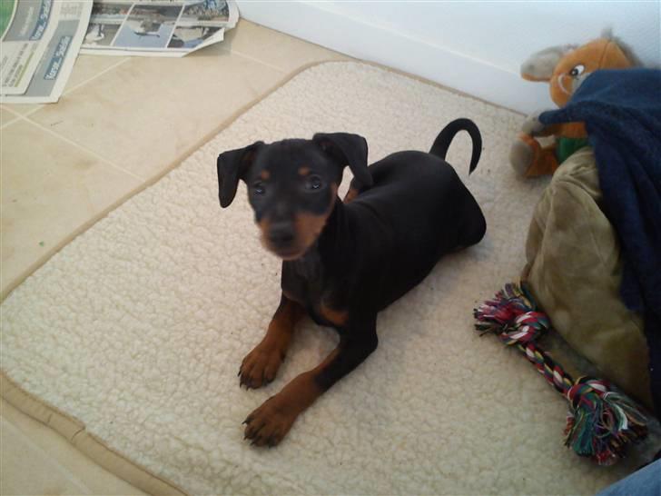 Dvaergpinscher Kaiser billede 2