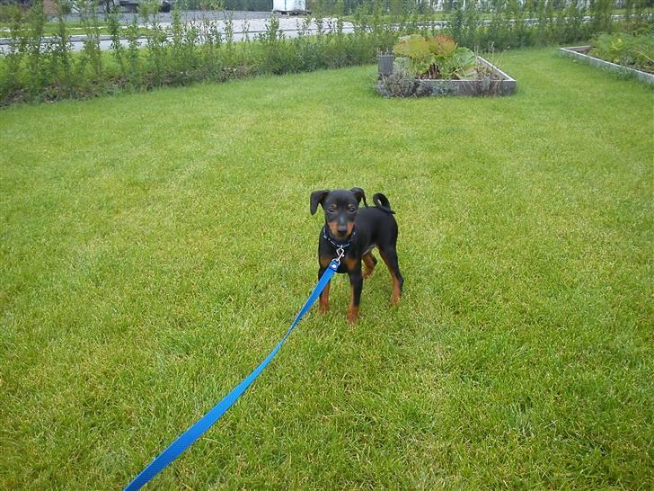 Dvaergpinscher Kaiser billede 3