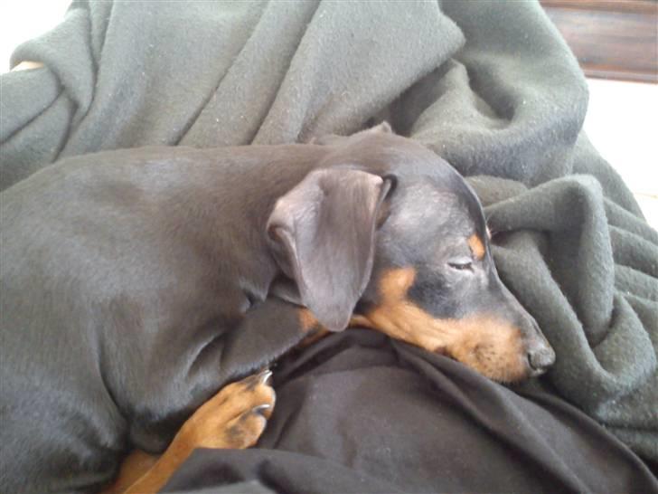 Dvaergpinscher Kaiser billede 4