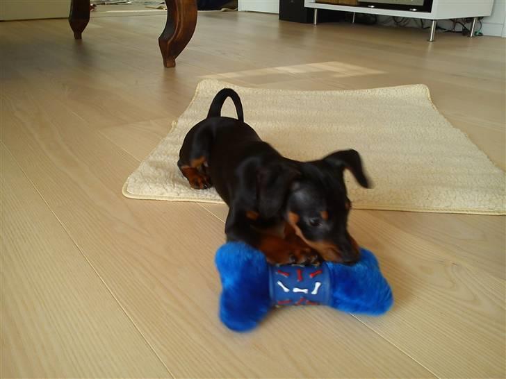 Dvaergpinscher Kaiser billede 5