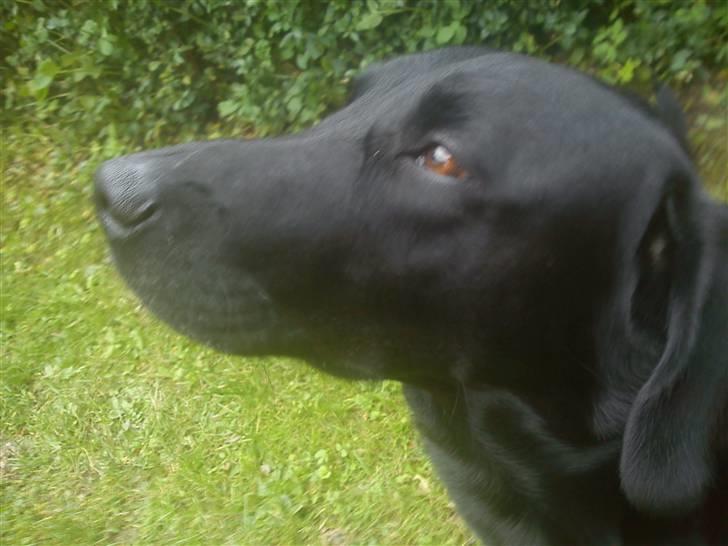 Labrador retriever Baloo billede 1