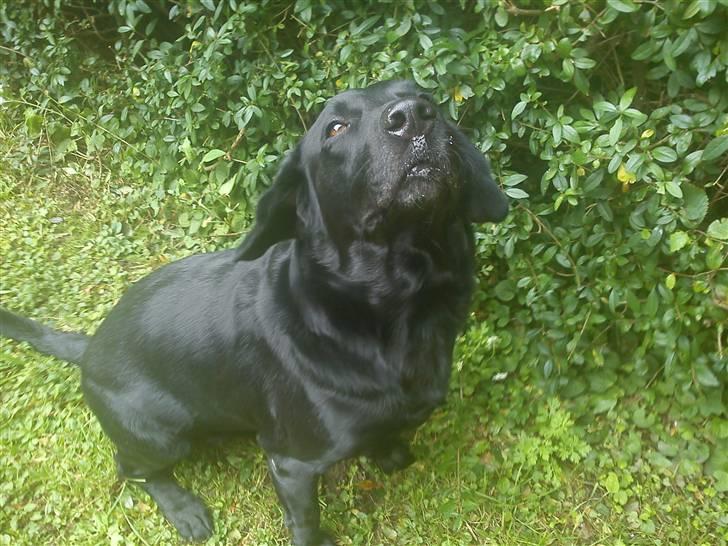 Labrador retriever Baloo billede 2