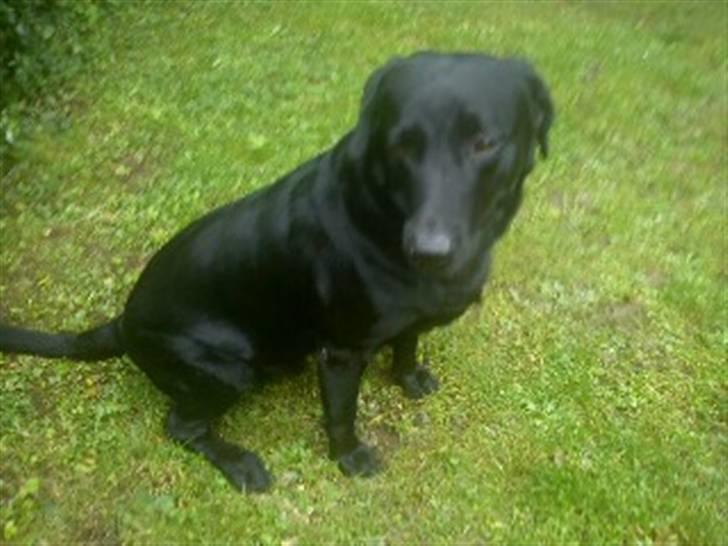 Labrador retriever Baloo billede 3