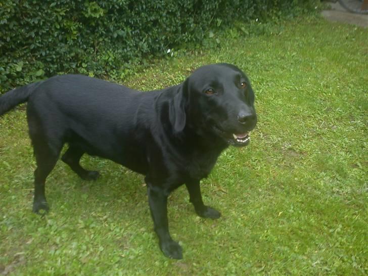 Labrador retriever Baloo billede 4