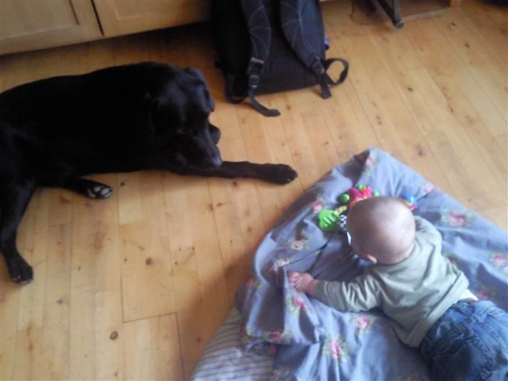 Labrador retriever Baloo billede 5