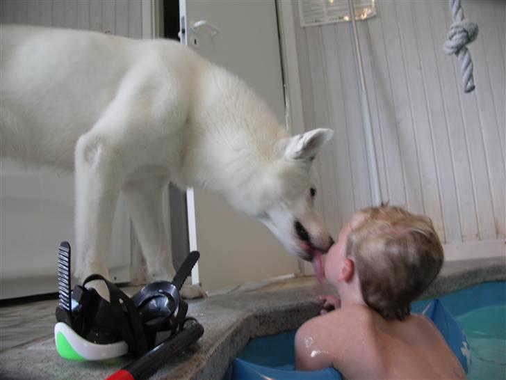 Grønlandshund Ronja - Hej min ven jeg har savnet dig billede 20