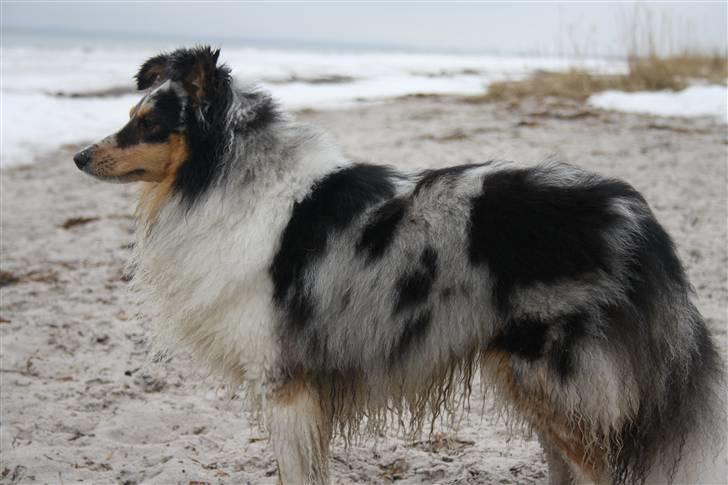 Shetland sheepdog Becca billede 1