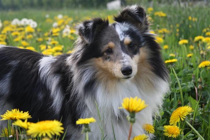 Shetland sheepdog Becca billede 2
