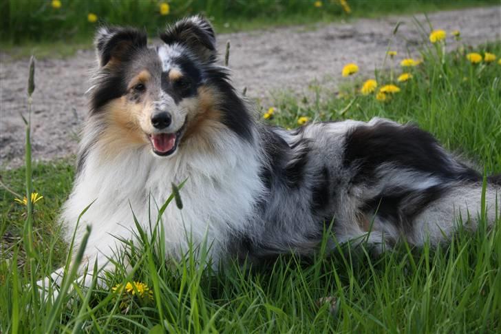 Shetland sheepdog Becca billede 3