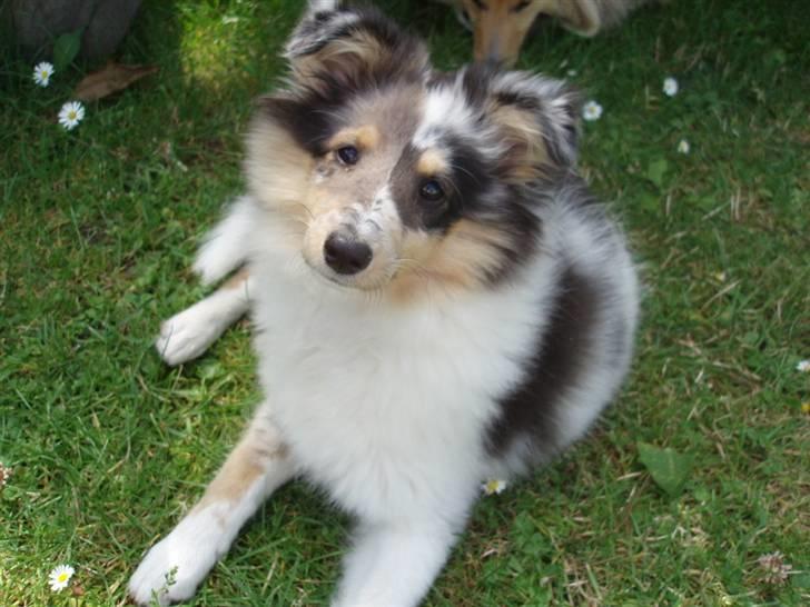 Shetland sheepdog Becca billede 4