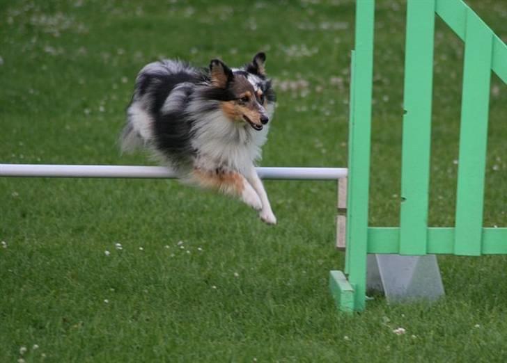 Shetland sheepdog Becca billede 5