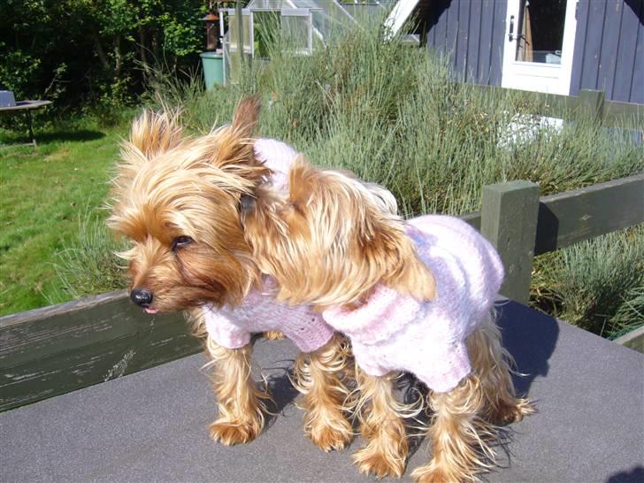 Yorkshire terrier Fifi billede 10