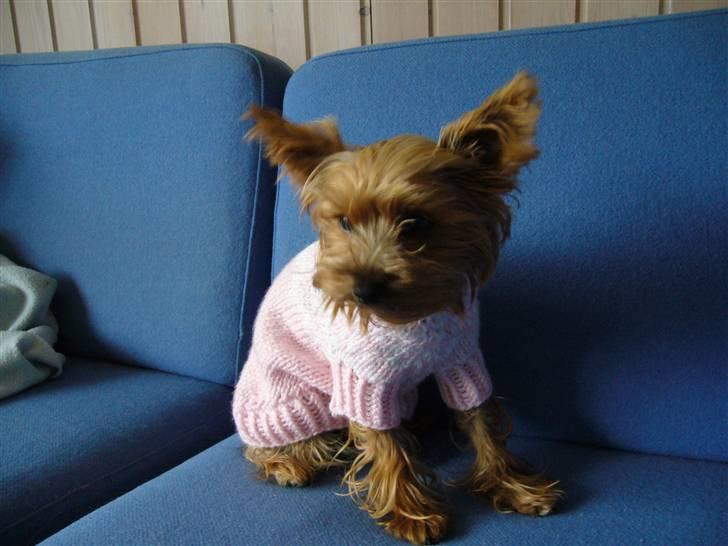 Yorkshire terrier Fifi billede 11