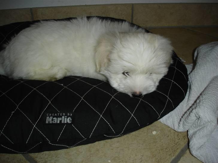 Coton de tulear Anton - Lige da anton kom hjem nej hvor var han trat billede 6