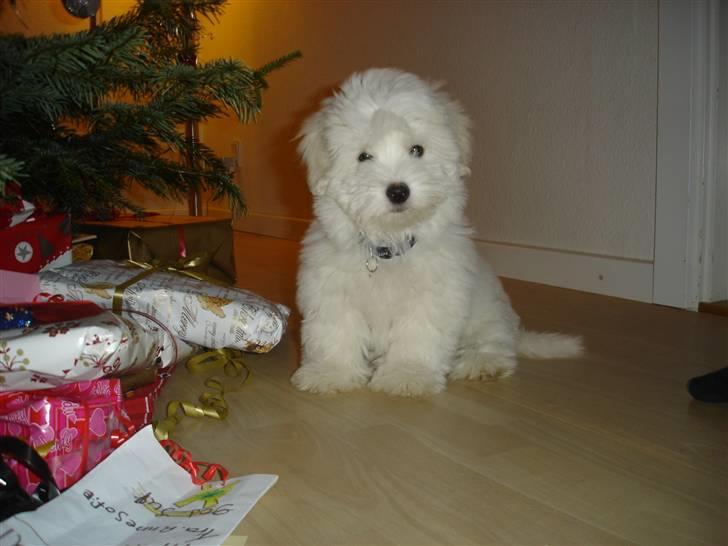 Coton de tulear Anton - LIlle bitte anton  under juletræet billede 7