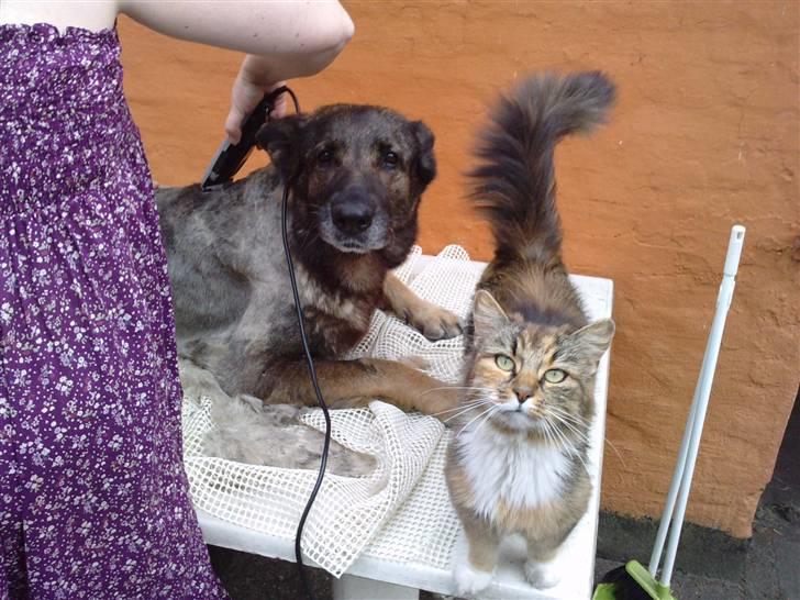 Schæferhund Gina - Gina bliver klippet for første gang og katten skal være med. billede 1