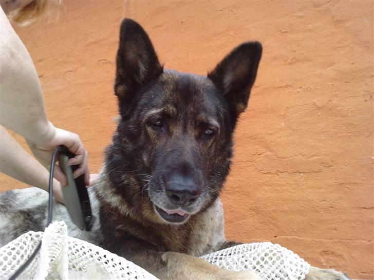 Schæferhund Gina - Ser ud til at hun nyder det billede 2