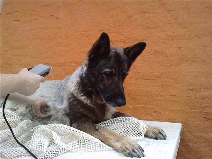 Schæferhund Gina - Hvor er katten bleven af? billede 3