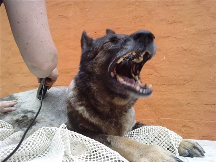 Schæferhund Gina - Misser hvor er du????? billede 4