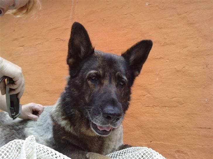 Schæferhund Gina - Kan se hvor hun er, og nu er jeg også snart ferdig billede 5