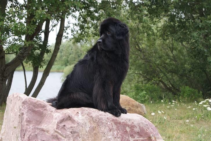 Newfoundlænder Bertha billede 15
