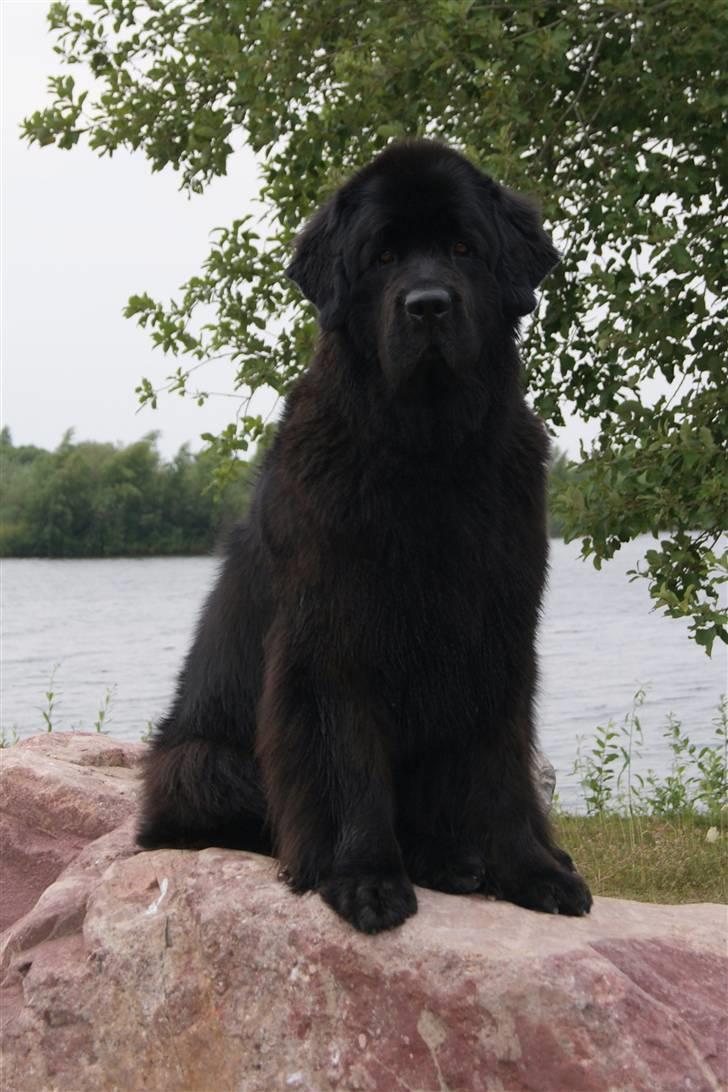 Newfoundlænder Bertha - Bertha i Davinde d. 1/8-10 billede 16