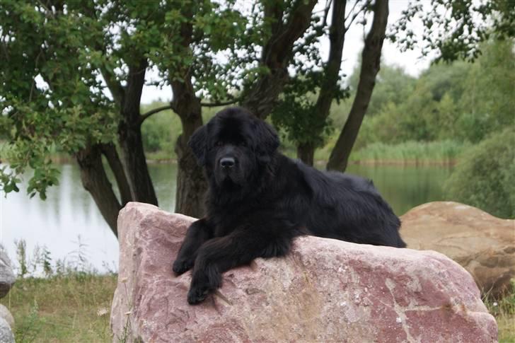 Newfoundlænder Bertha - Bertha 4½ år billede 17