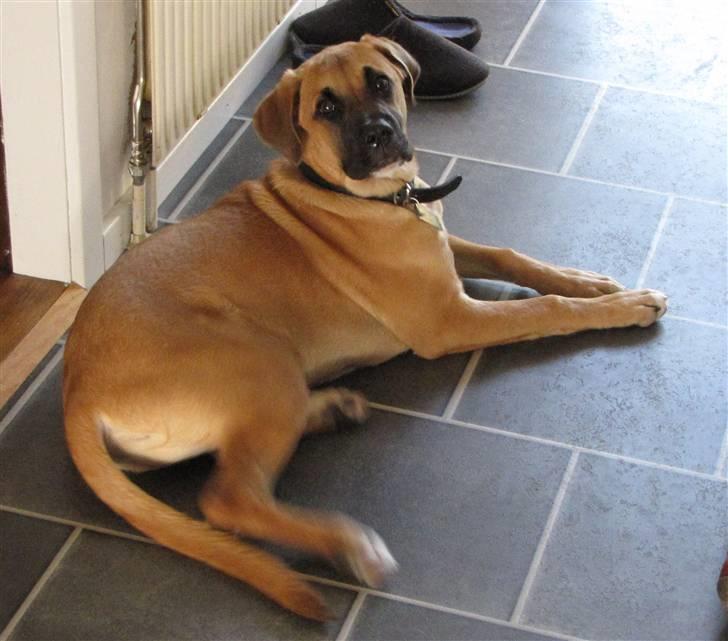 Blanding af racer Bailey billede 1