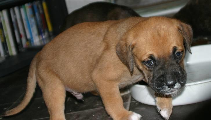 Blanding af racer Bailey - Salgsbillede. Det kan man da ikke stå for billede 2