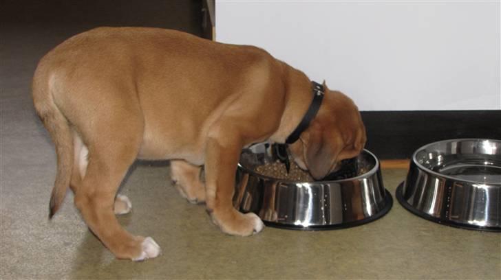 Blanding af racer Bailey - Ca. en halv time efter at han var kommet hjem :) billede 3