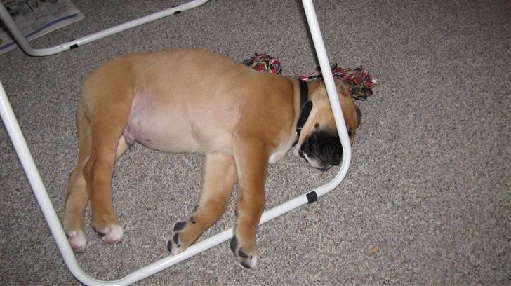 Blanding af racer Bailey billede 4