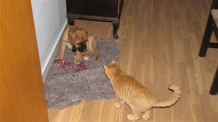 Blanding af racer Bailey billede 5