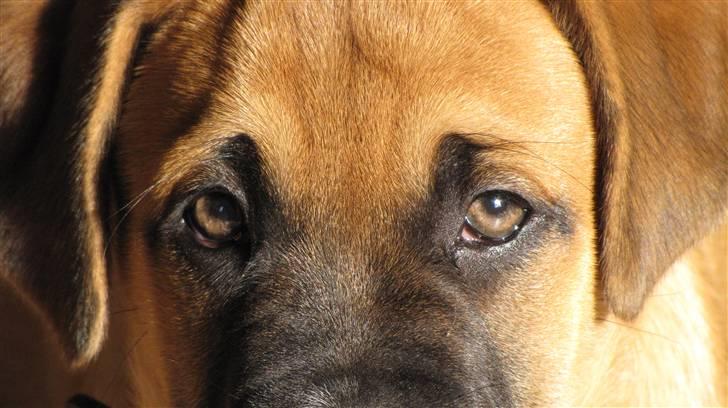 Blanding af racer Bailey billede 6