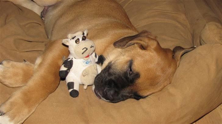 Blanding af racer Bailey - Store brutale fyre har stadig brug for tryghed :) billede 7