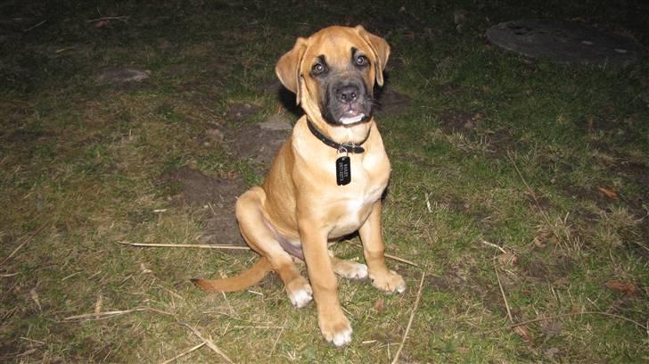 Blanding af racer Bailey billede 8