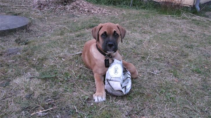 Blanding af racer Bailey billede 9