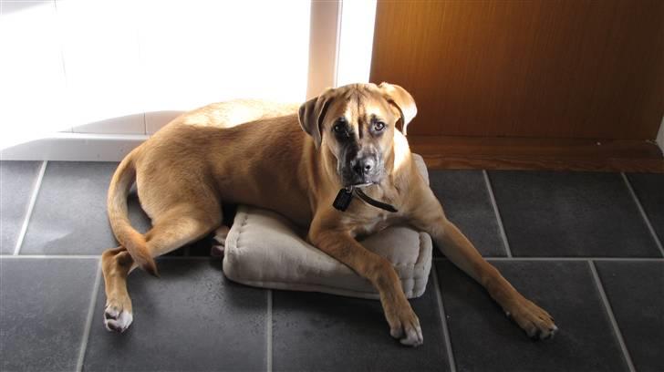 Blanding af racer Bailey - Kan sagtens være på puden, far. Ingen problemer. billede 10