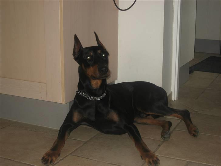 Dobermann Baloo billede 1