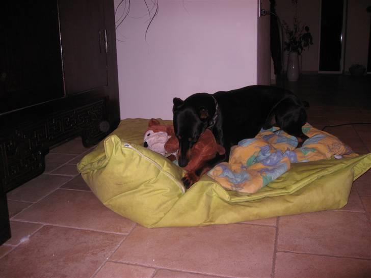 Dobermann Baloo billede 3