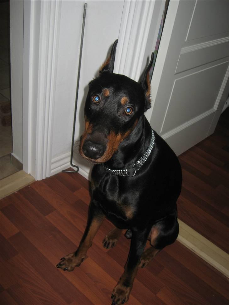 Dobermann Baloo billede 4