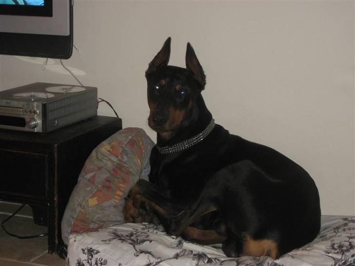 Dobermann Baloo billede 6