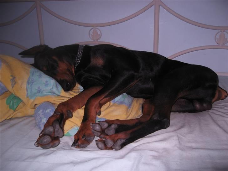 Dobermann Baloo billede 7