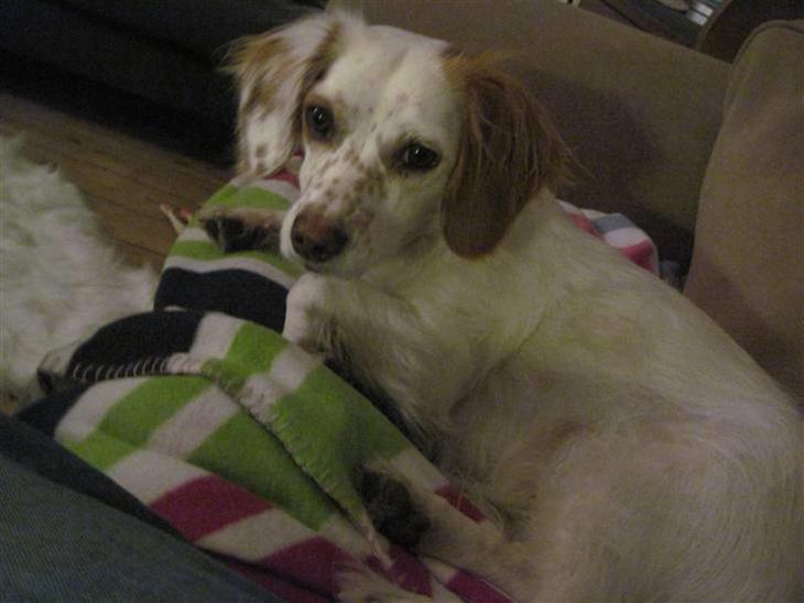 {{currentPhoto.altText}} billede {{currentPhoto.number}}