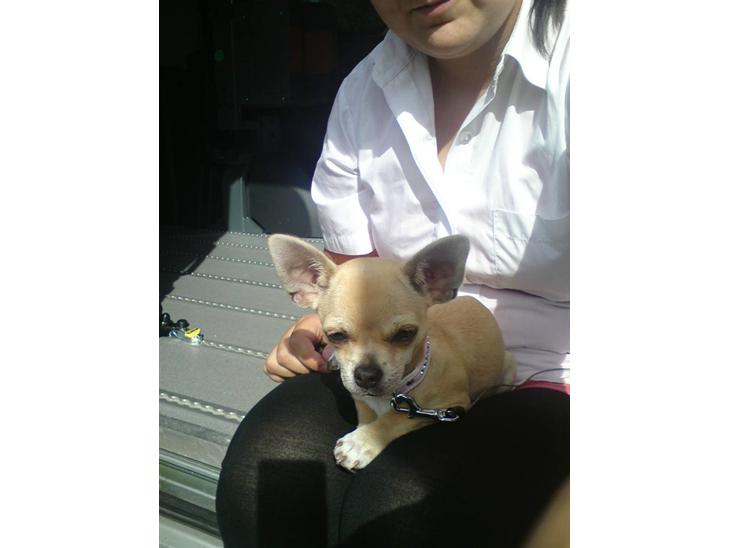 Chihuahua Pusle - Med mor på arbejde billede 1