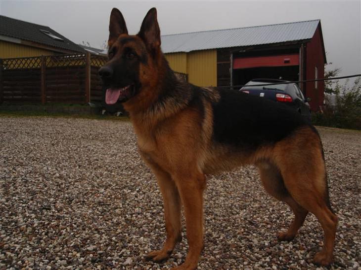 Schæferhund Dalton billede 1