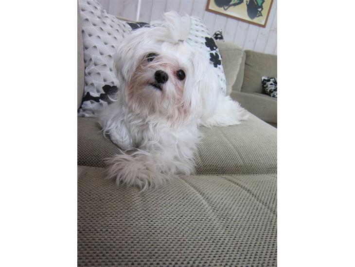 {{currentPhoto.altText}} billede {{currentPhoto.number}}