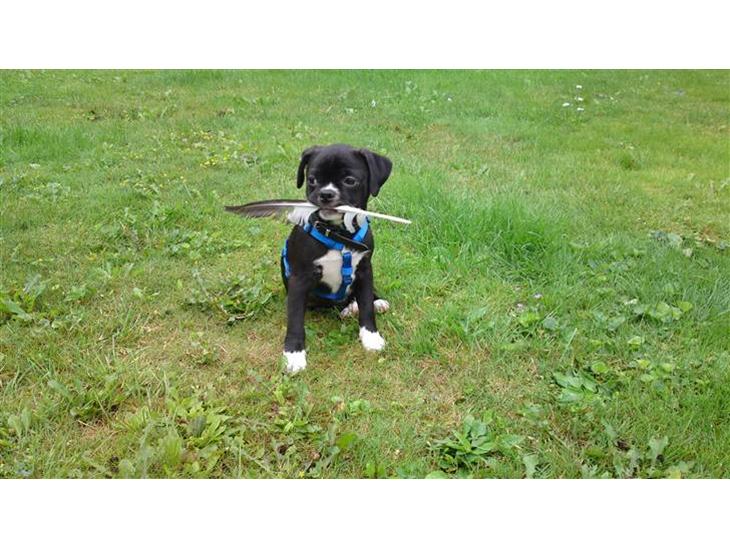 Blanding af racer Coco (mops-D/S gårdhund) billede 1